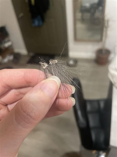 is it normal dog losing hair without vet 7