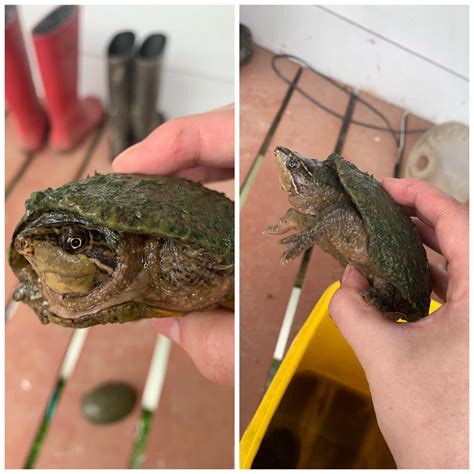 Is this an eastern mud turtle? I believe it is, but the Seek app