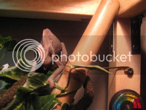 Why is my Veiled brown all day? | Chameleon Forums