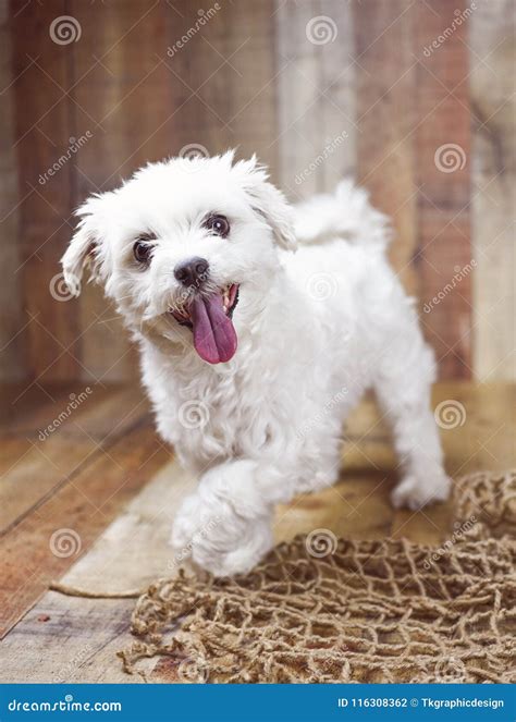 Are Maltese Dogs Friendly