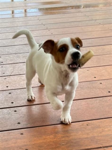 bone rjackrussellterrier