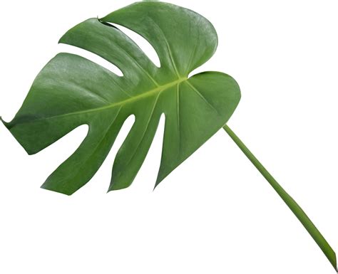 monstera cut small leaves 4