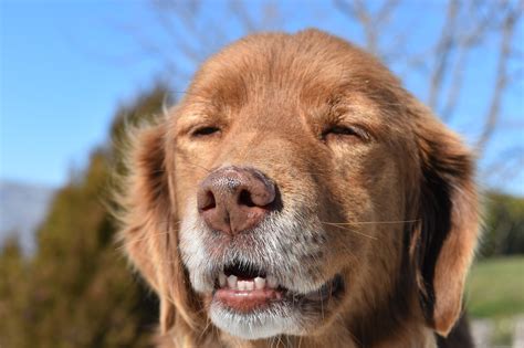 canis familiaris tyzd
