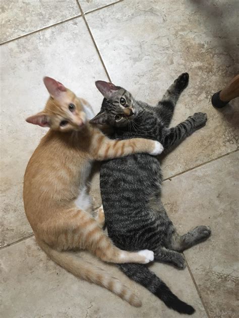 New Kittens: Charlie and Cougar : r/cats