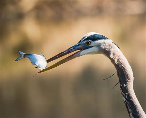 crane bird  fish   beak  stock photo