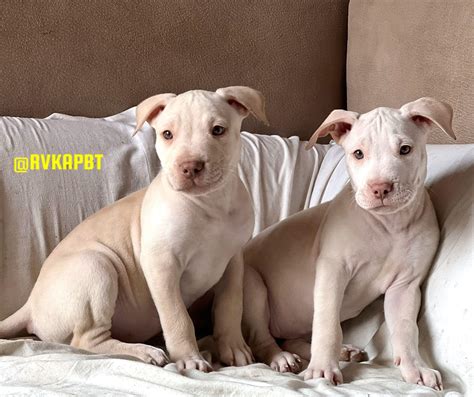 APBT Renella kennel RVK - ARCHENGEL GABRIEL OF RVK 🇮🇹🇧🇷🇺🇸OPEN FOR STUD