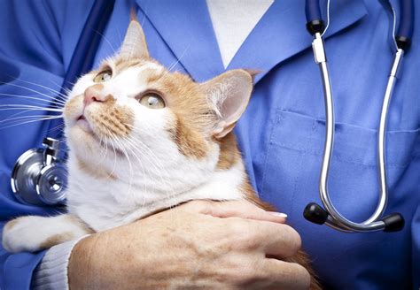 ways    cats vet visit  stressful