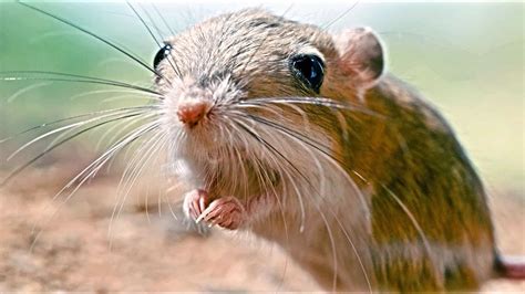Kangaroo Rat (Desert is The Ideal Condition to Live) - YouTube