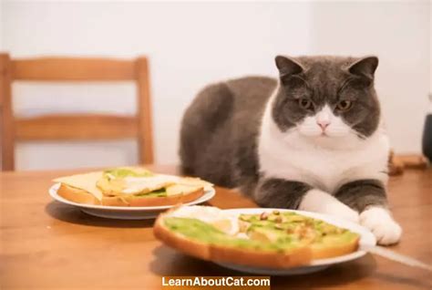 My Cat Ate My Garlic Bread: What Should I Do [Answered]? - LearnAboutCat