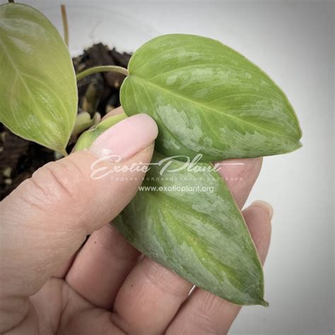 philodendron sodiroi - exoticplantshop.org