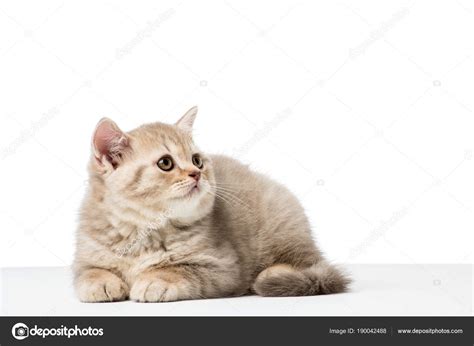 Adorable British Shorthair Kitten Looking Isolated White — Stock Photo