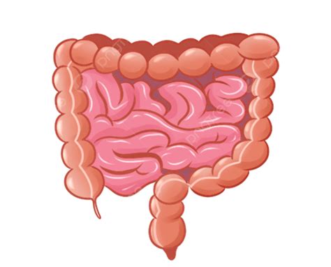foto usus organ manusia tubuh manusia organ usus png transparan