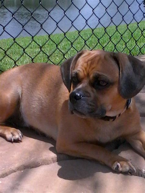 IMGA00911 | Compassionate Pug Rescue