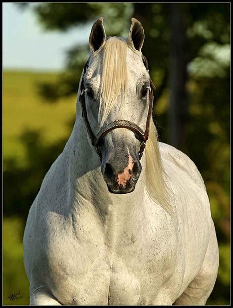 Winning Brazilian Bloodlines - Barrel Horse News