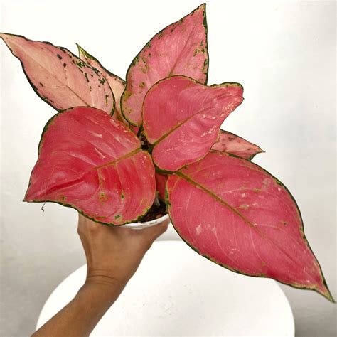 Aglaonema Siam Pink – Pots For Plants