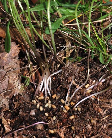 dormant seeds recovered   study site