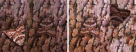 Natural Selection and the Peppered Moth Activity