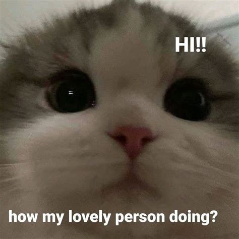 wholesome cute cat funny cute cats cute memes funny animal jokes