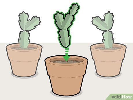 How to Prune a Christmas Cactus: 12 Steps (with Pictures)