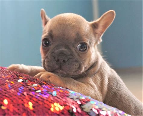 Great Lilac French Bulldog Puppies in the year 2023 Check it out now | bulldogs