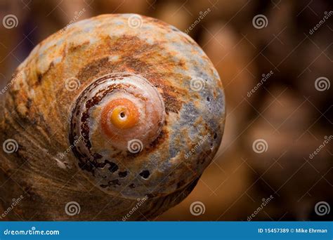 Sea shell texture stock image. Image of crust, detail - 15457389