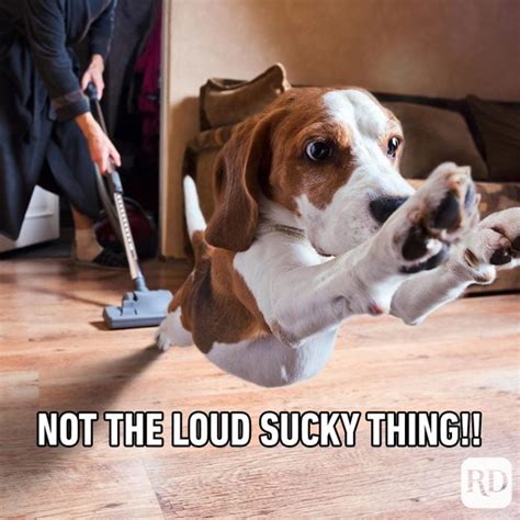 hilarious dog memes youll laugh   time