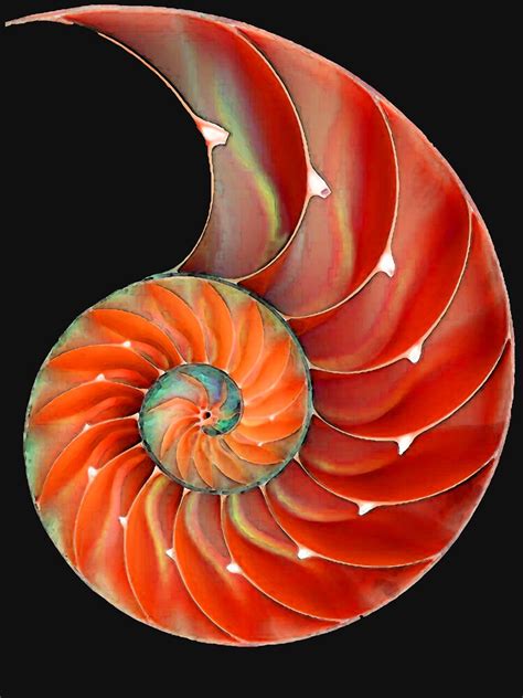 "Nautilus Shell - Sea Shells" T-shirt for Sale by SharonCummings ...