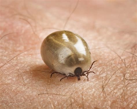 chronic lyme disease treatment options pinnaclecare