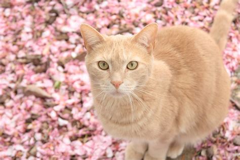Розовая кошка породы - картинки и фото koshka.top