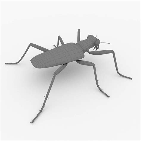 Six-Spotted Tiger Beetle (Cicindela Sexguttata) - 3D Model by rmilushev