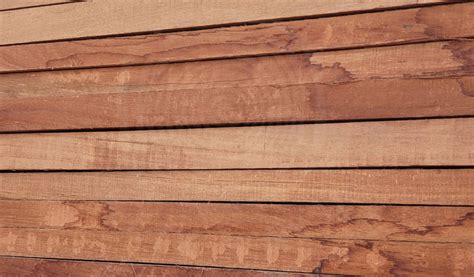 mengenal kayu damar laut asal usul  kegunaannya klik kayu