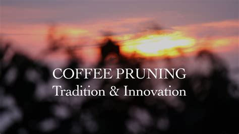 Balancing Tradition and Innovation in Coffee Pruning