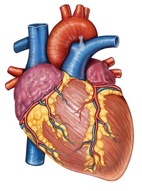 Heart anatomy, Human heart anatomy, Human heart