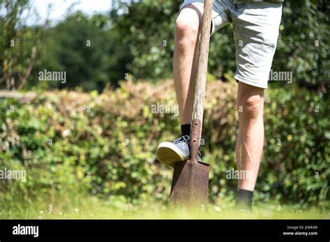 man digging hole stock  man digging hole stock images alamy