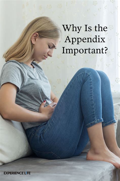 appendix important artofit
