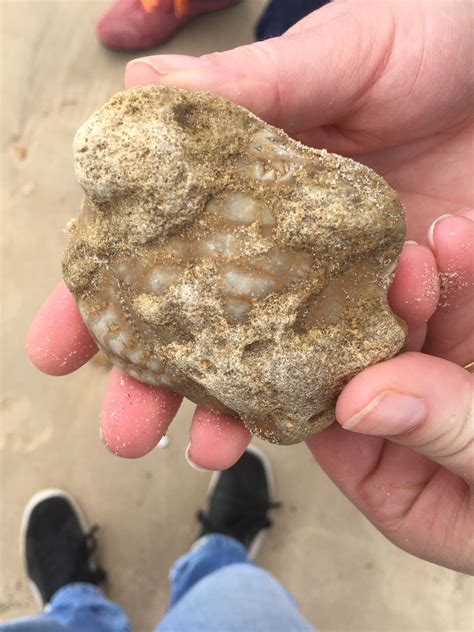 ID needed: Rock found near Sevilla - Fossil ID - The Fossil Forum