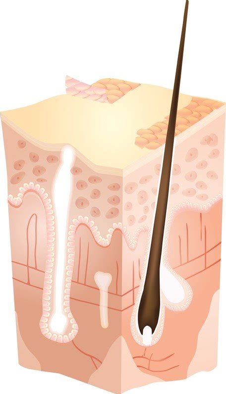 skin  vector freeimages