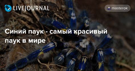Синий паук - самый красивый паук в мире: masterok — LiveJournal