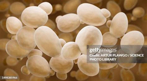 yeast high res illustrations getty images
