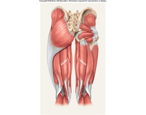 hamstring  glute anatomy quiz