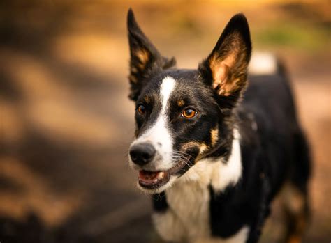 border collie kelpie cross petsforhomes australia