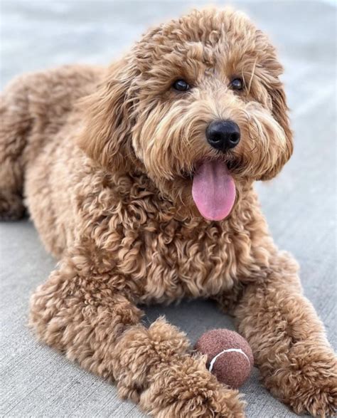 F1bb Mini Goldendoodle Guide: Size, Price, Temperament & More!