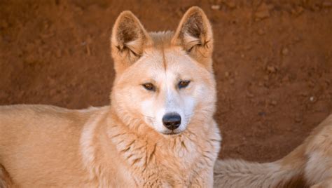 dingo facts  kids learn  wild dogs  australia families