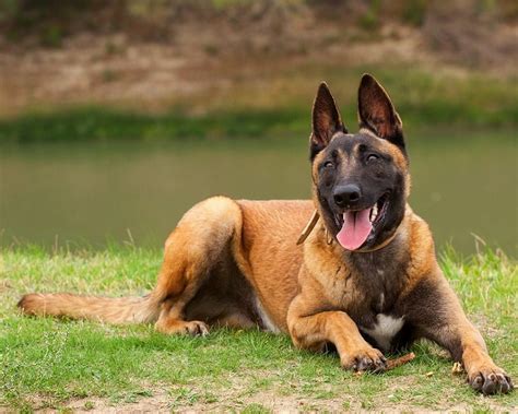 Pastor Belga Malinois - Cão Nosso