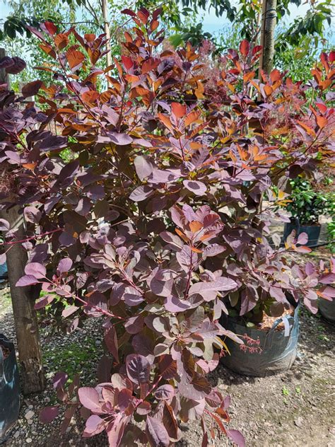 Australian Smoke Bush Medicinal Uses at Noah Weber blog