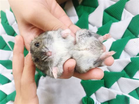 Female Dwarf Hamster