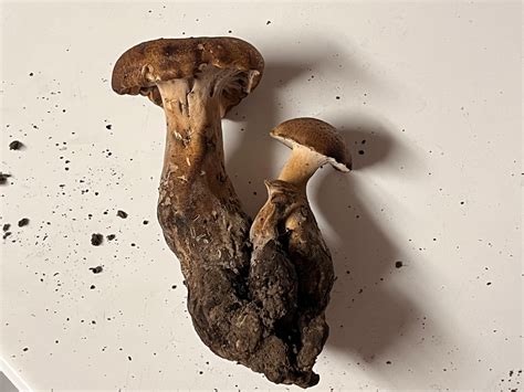 Having trouble Identifying these ones. The smooth under-cap is throwing