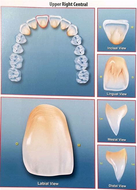 Central | Arte dental, Estetica dental, Laboratorio dental