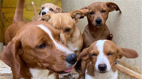 filhote caramelo birrento  guloso cachorro vira lata youtube