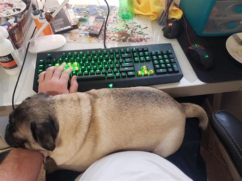 My pug has been acting like my cat, whom usually lays across my lap